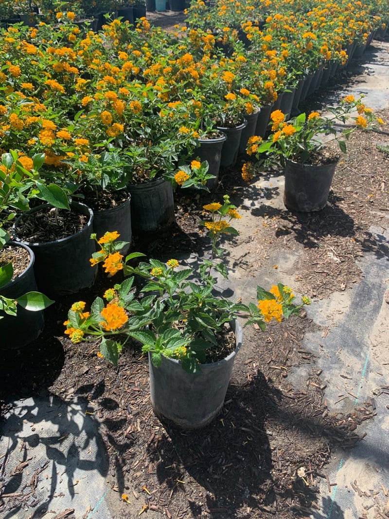 Photo for Lantana camara ‘Gold Mound’ (Gold Mound Lantana)