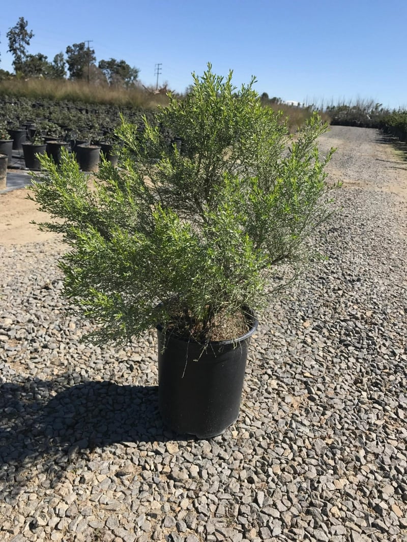 Photo for Baccharis hybrid 'Starn' (Thompson Desert Broom)
