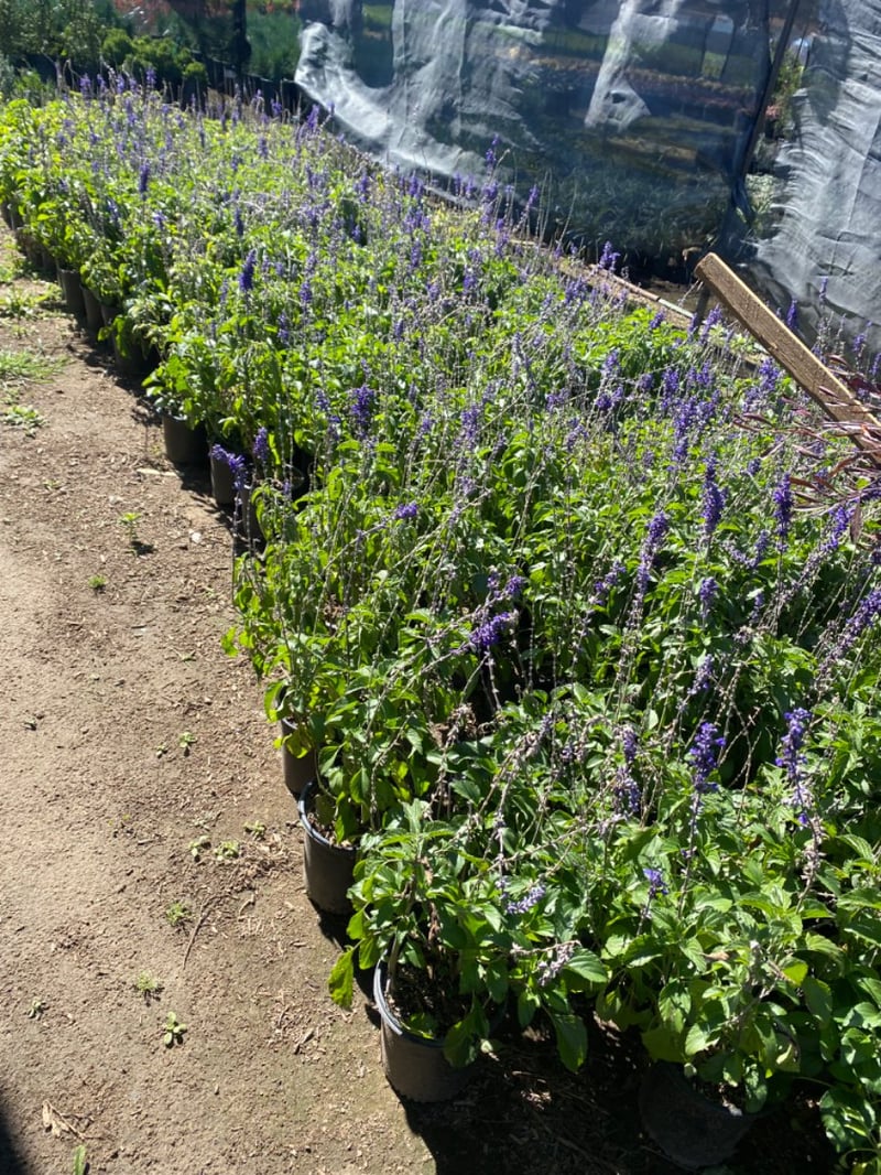 Photo for Salvia ‘Mystic Blue Spires’ (Dwarf Mystic Blue Spires Sage)