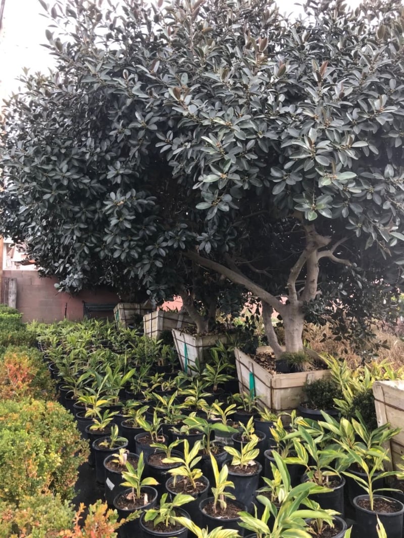 Photo for Ficus rubiginosa australis 'Florida' (Florida Rustyleaf Fig)