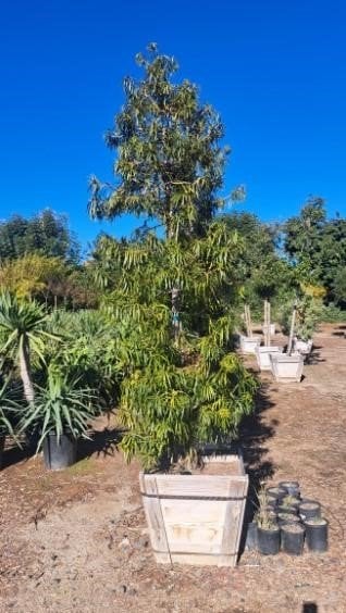Photo for Podocarpus henkelii (Long Leafed Yellowwood)