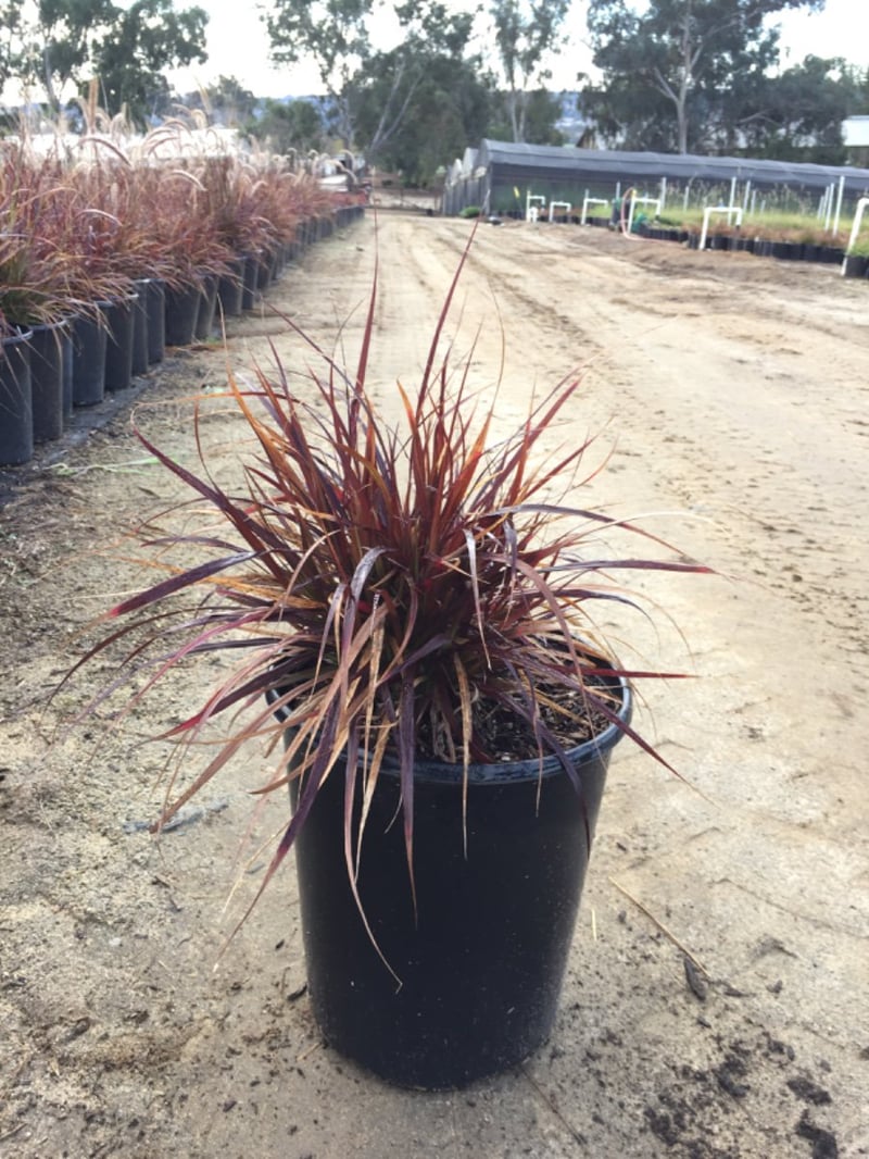 Photo for Pennisetum setaceum 'Rubrum' (Purple Fountain Grass)