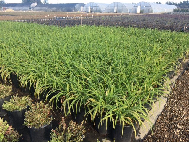 Photo for Hemerocallis 'Yellow' (Yellow Daylily)