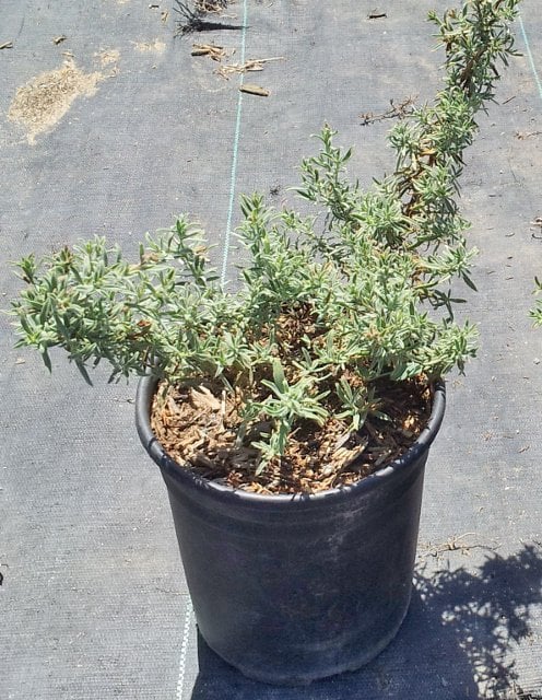 Photo for Epilobium canum (California fuscia)