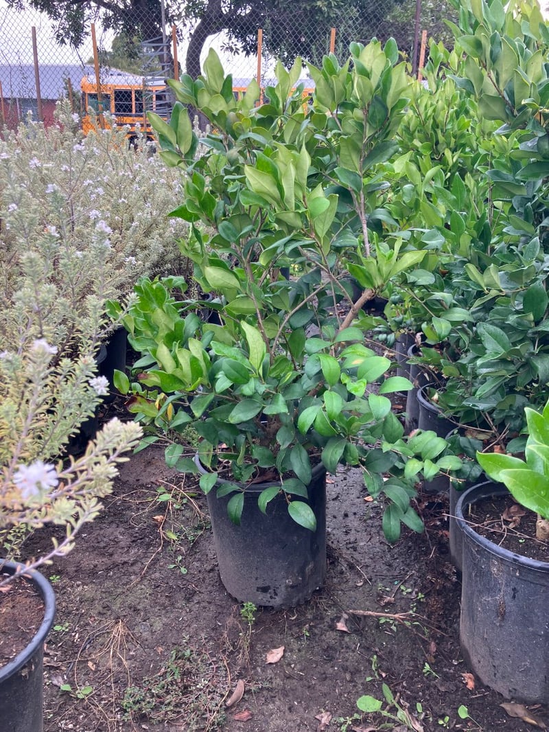 Photo for Ligustrum japonicum 'Texanum' (Waxleaf Privet)