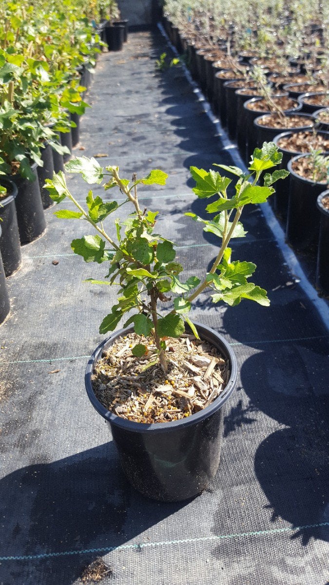 Photo for Malacothamnus fasciculatus (Chaparral Mallow)