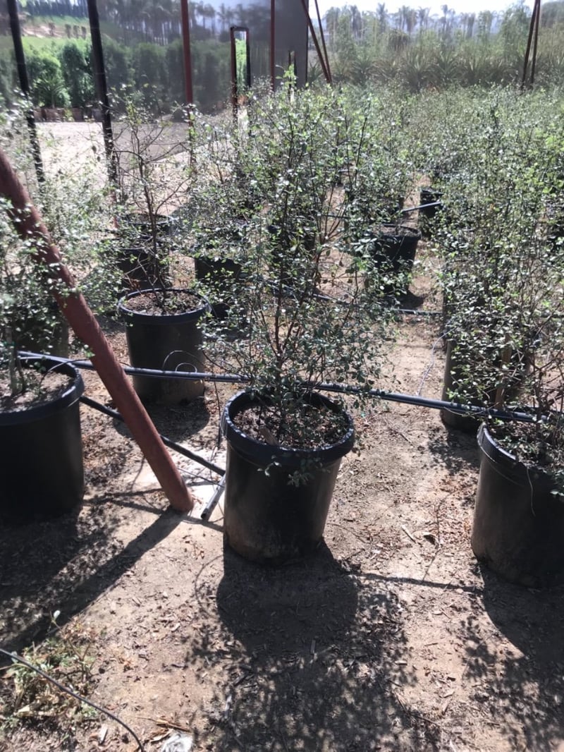 Photo for Pittosporum tenuifolium 'Silver Sheen' (Silver Sheen Kohuhu)