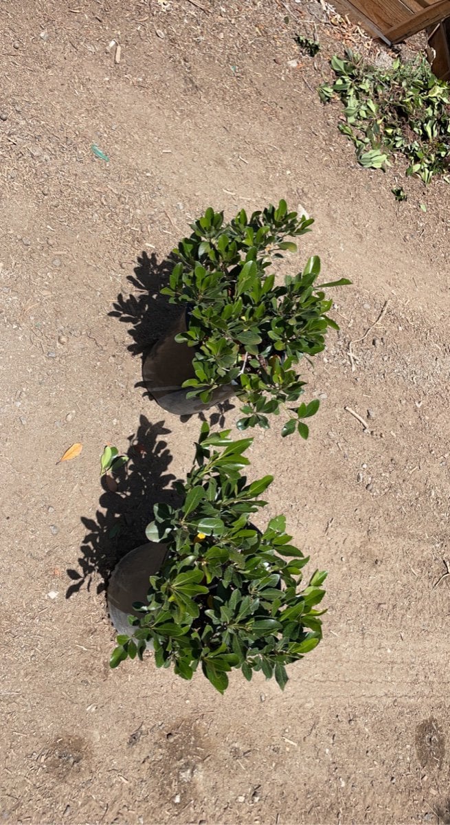 Photo for Rhaphiolepis indica 'Clara' (Clara Indian Hawthorn)