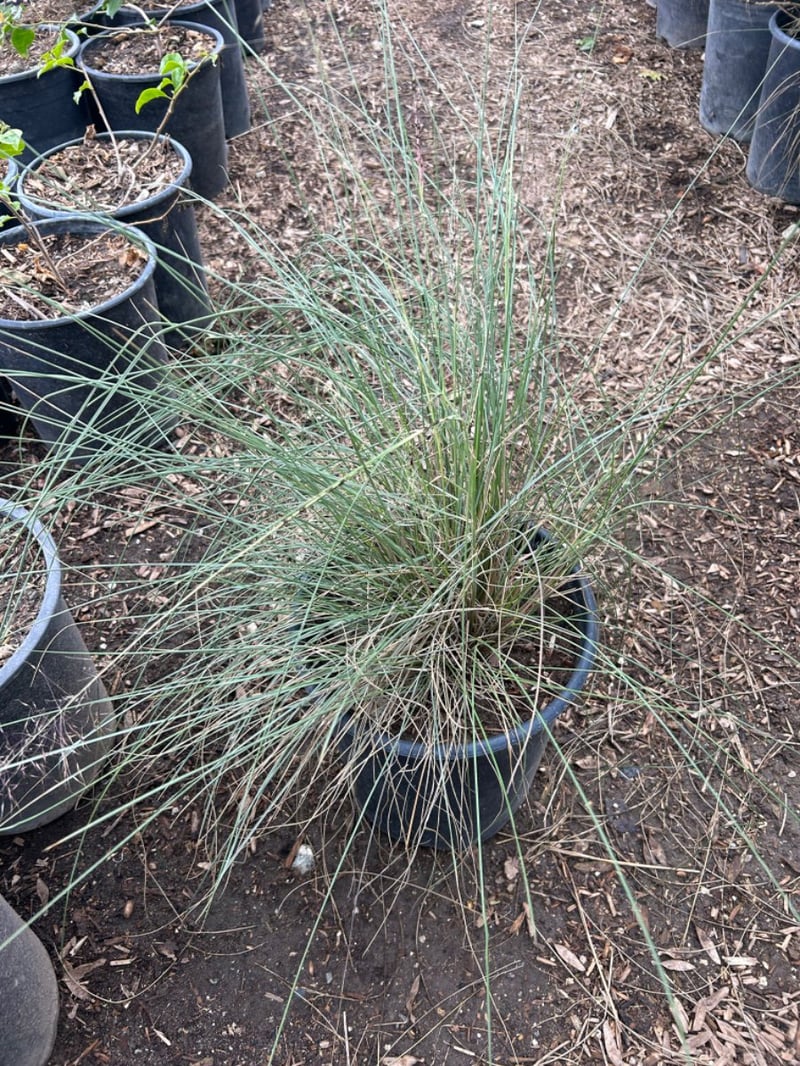 Photo for Muhlenbergia capillaris (Pink Muhly, Gulf Muhly)