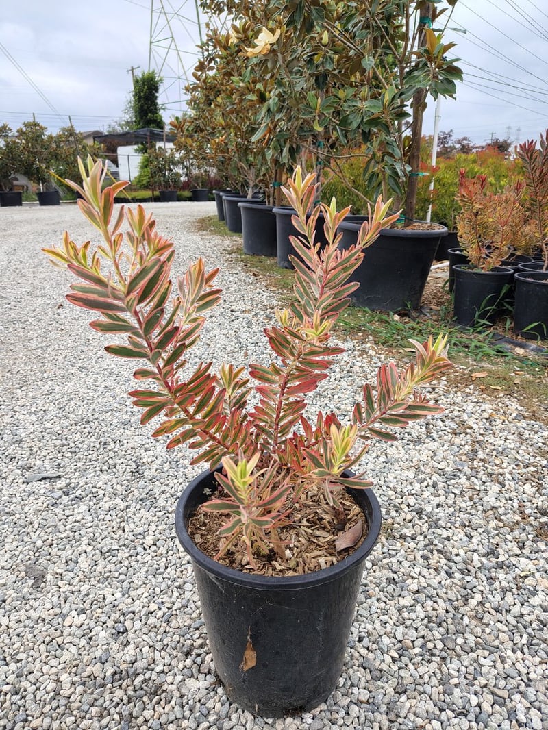 Photo for Leucadendron 'Jester' (Jester Conebush)