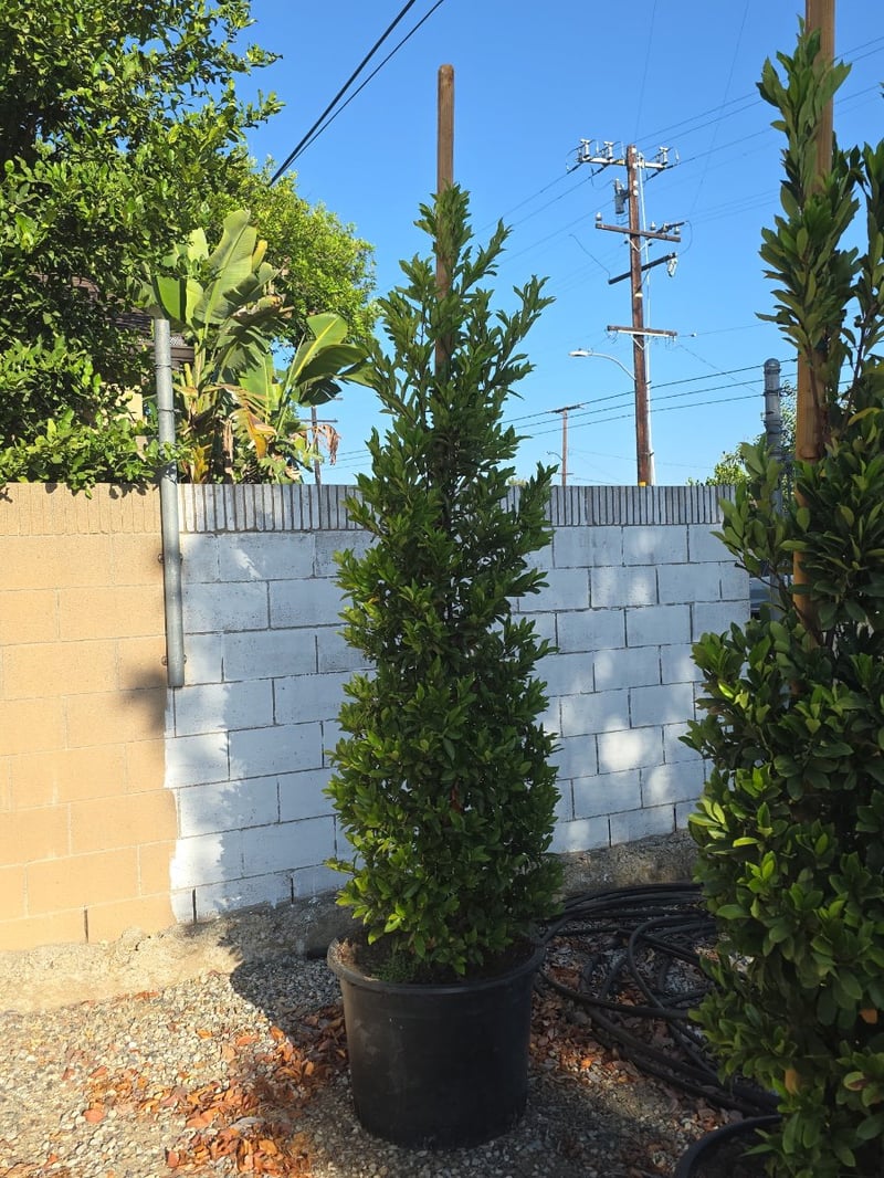 Photo for Prunus caroliniana (Column) (Carolina Cherry Laurel)