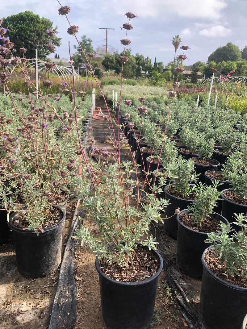 Photo for Salvia 'Allen Chickering' (Allen Chickering Sage)