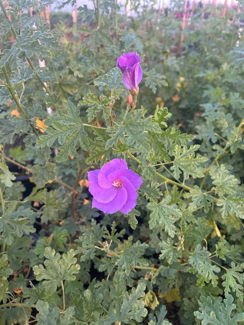 Photo for Alyogyne huegelii (Blue Hibiscus)