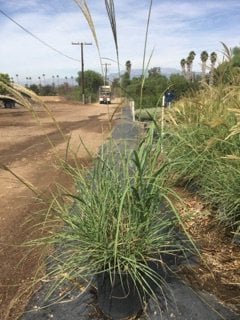 Photo for Miscanthus sinensis 'Morning Light' (Morning Light Eulalia)