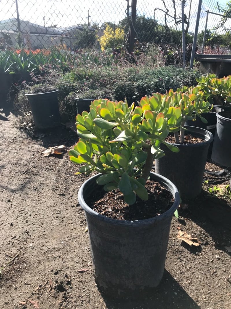Photo for Crassula ovata 'Pink Beauty' (Pink Beauty Jade Plant )