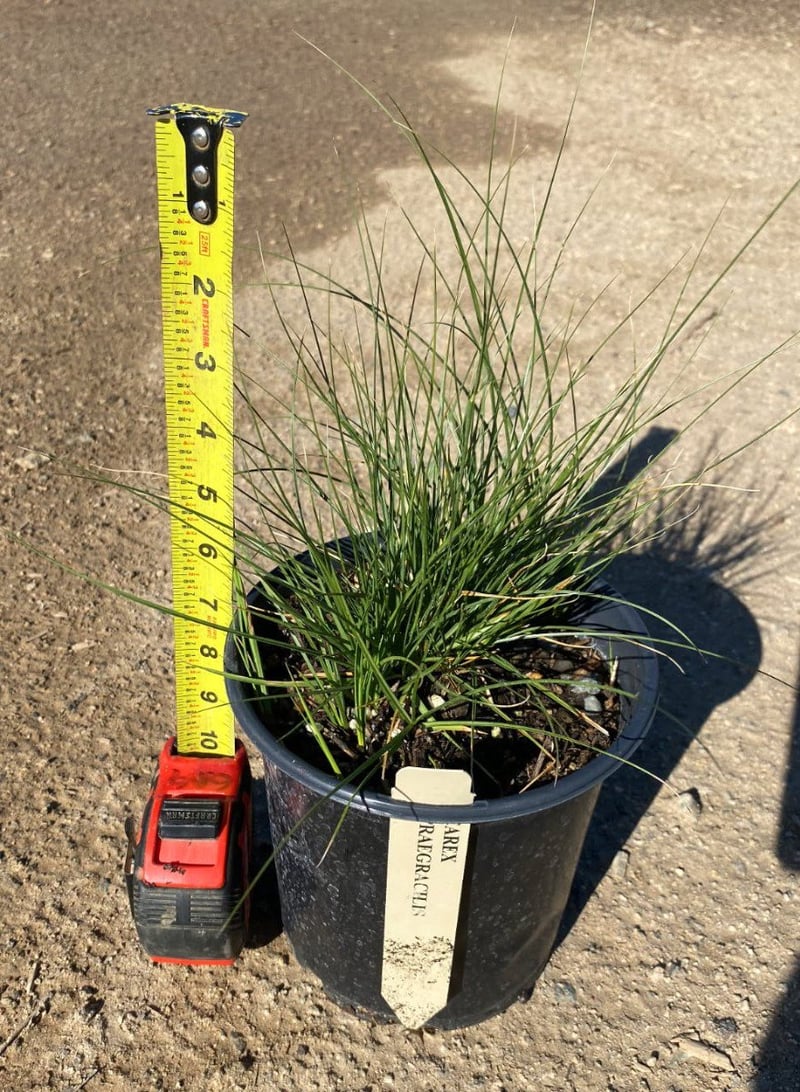 Photo for Carex praegracilis (California Field Sedge)