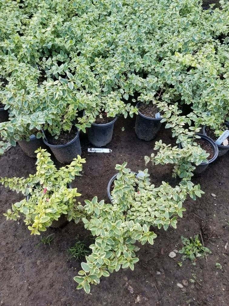 Photo for Coprosma kirkii 'Variegata' (Variegated Coprosma)