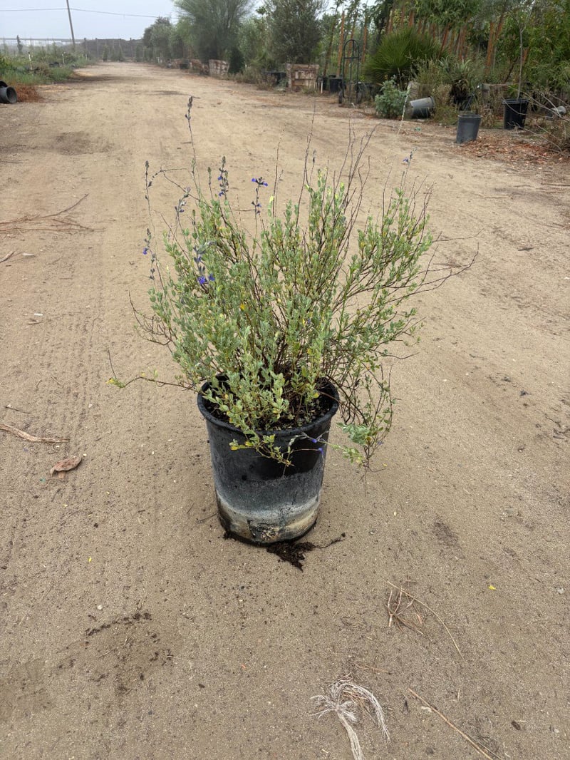 Photo for Salvia chamaedryoides (Germander Sage)