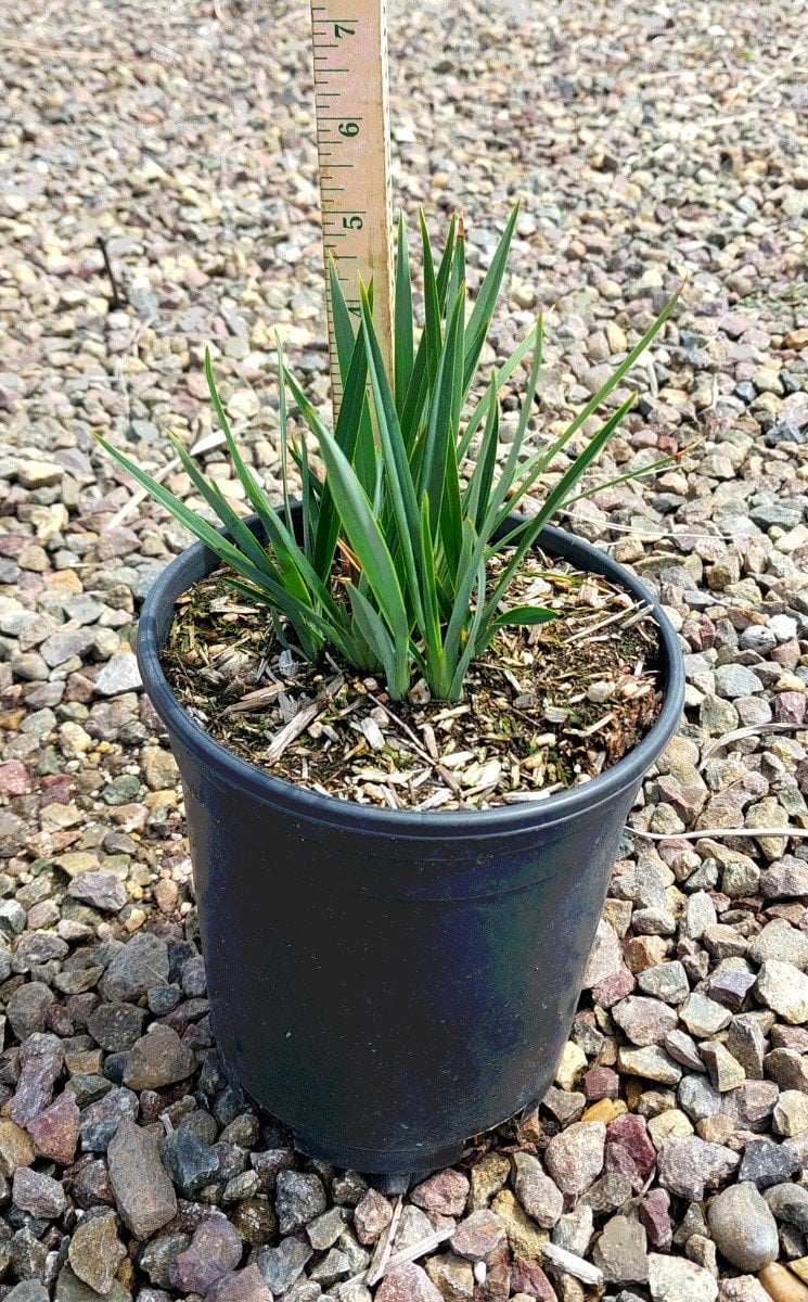 Photo for Dianella revoluta (Revoluta Flax Lily)