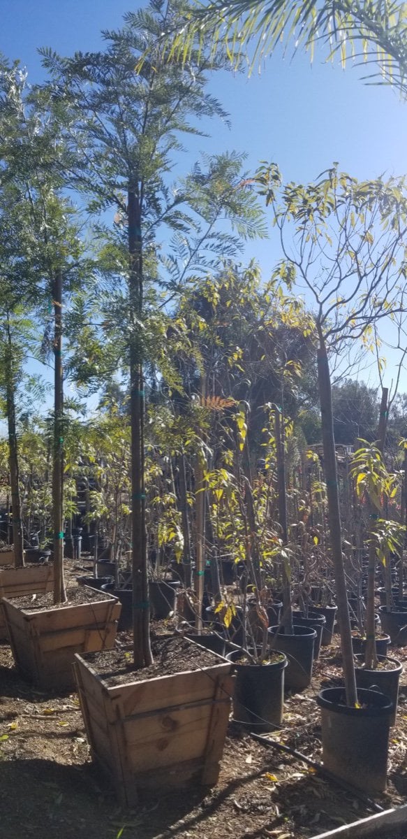 Photo for Grevillea robusta (Standard) (Silky Oak)