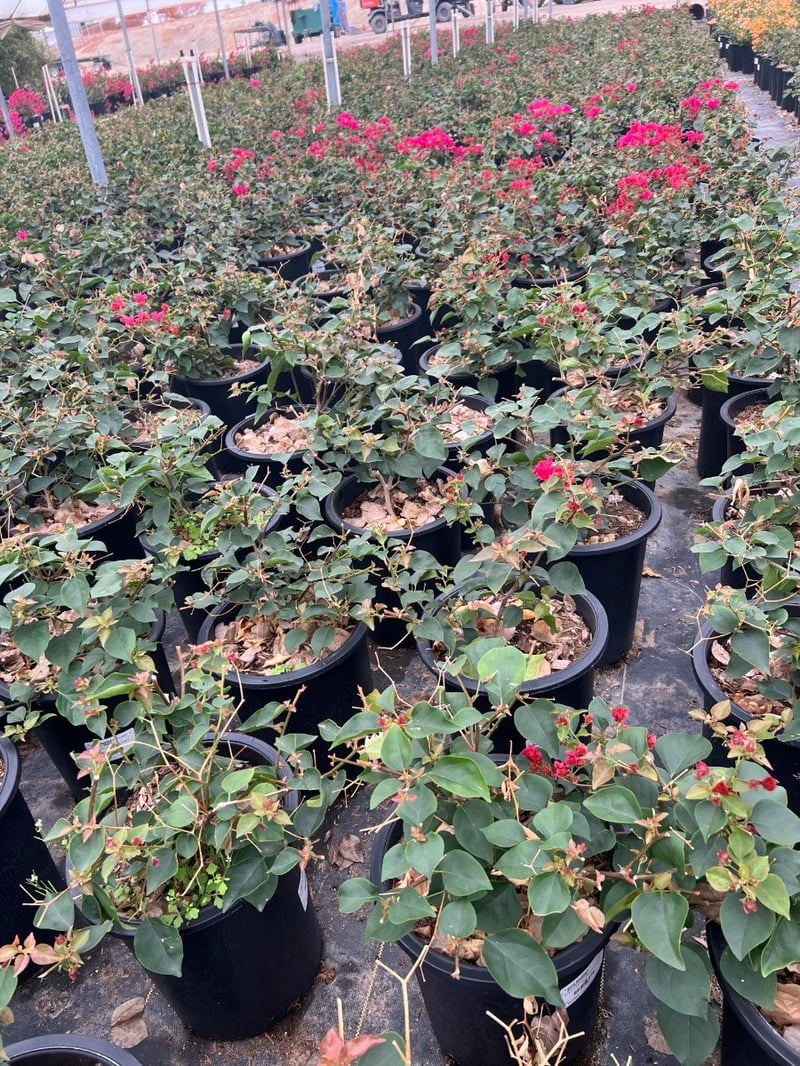 Photo for Bougainvillea 'La Jolla' (Shrub) (La Jolla Bougainvillea)