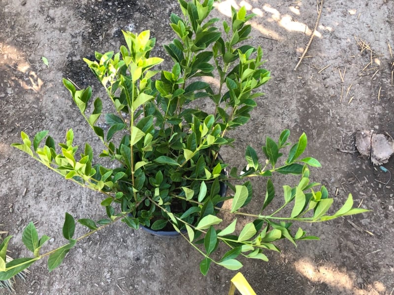 Photo for Gardenia jasminoides 'Veitchii' (Everblooming Gardenia)