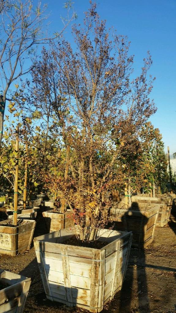 Photo for 	Lagerstroemia indica 'Watermelon Red' (Crape Myrtle)