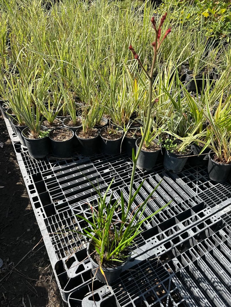 Photo for Anigozanthos 'Red' (Red Kangaroo Paw)