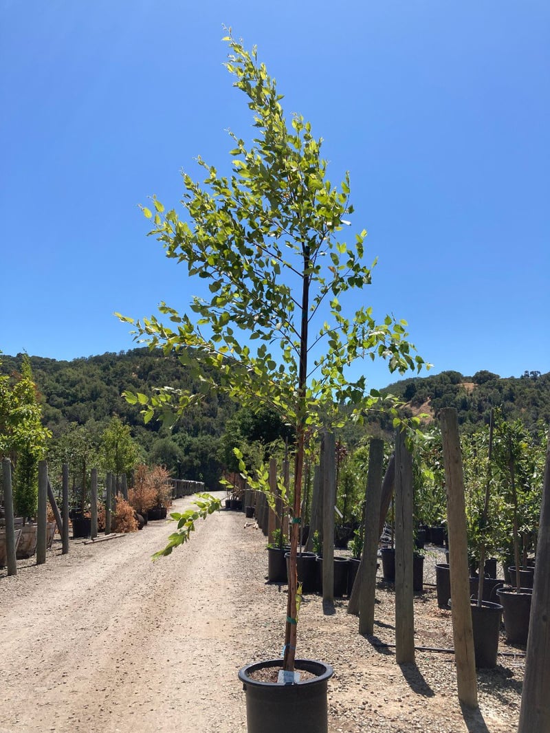 Photo for Betula nigra 'BNMTF' (Dura Heat River Birch)