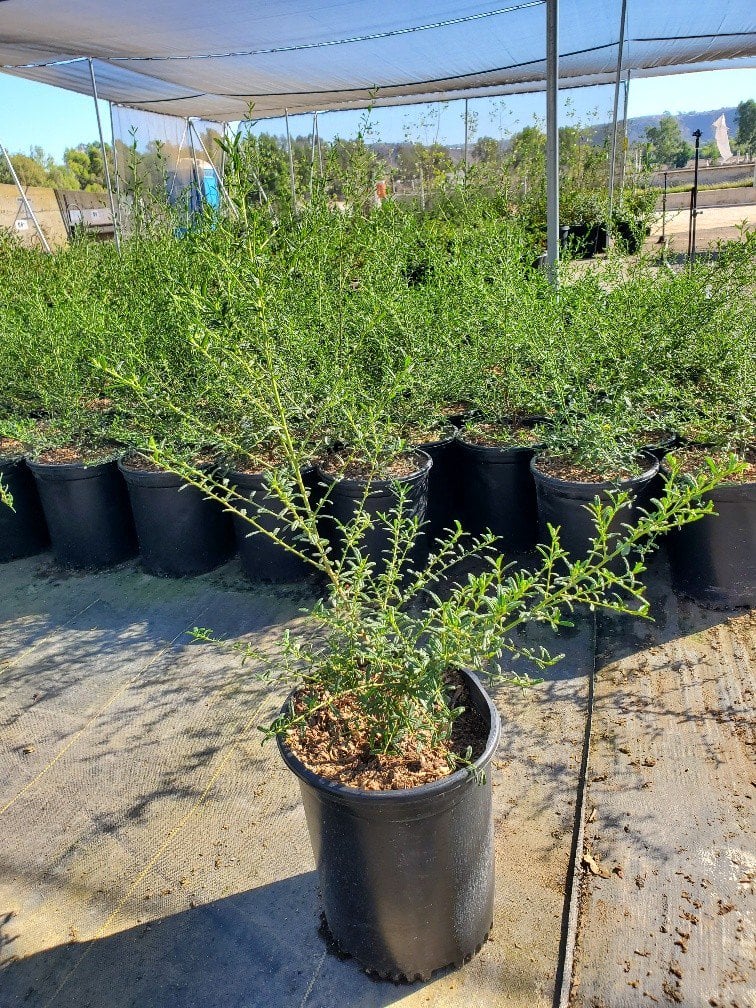 Photo for Ceanothus 'Concha' (Concha Hybrid Ceanothus)