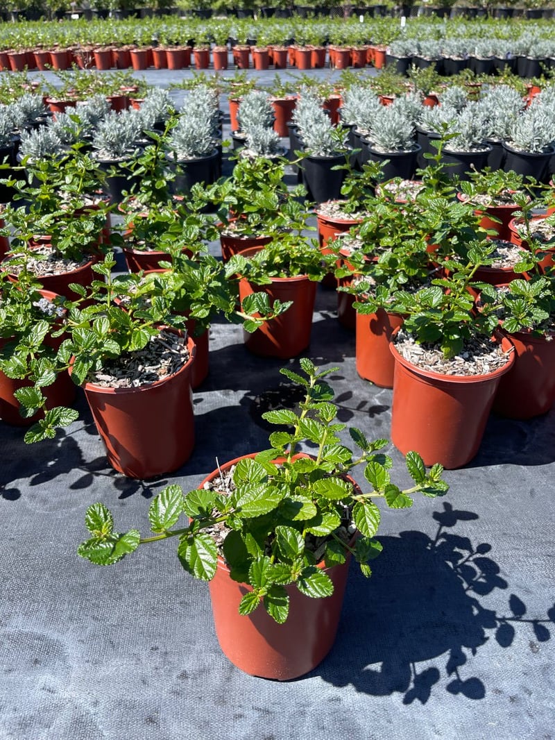 Photo for Ceanothus griseus horizontalis (Carmel Creeper, Wild Lilac)
