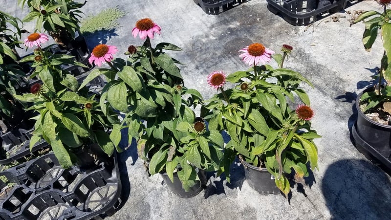 Photo for Echinacea purpurea (Fragrant Angel Coneflower)
