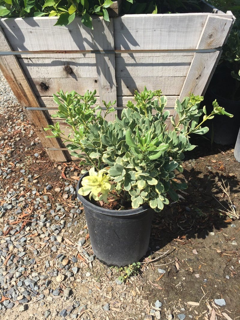 Photo for Pittosporum tobira 'Variegata' (Variegated Japanese Mock Orange)