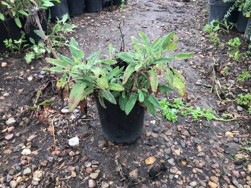 Photo for Salvia spathacea (Hummingbird Sage, Pitcher Sage)