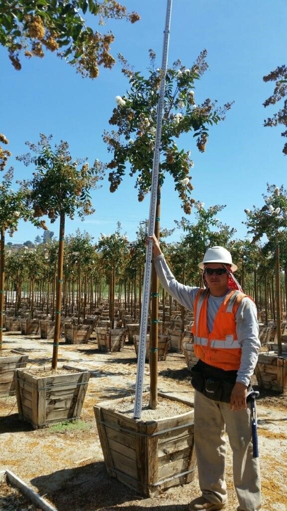 Photo for Lagerstroemia indica x fauriei 'Natchez' (Standard) (Natchez Crape Myrtle)