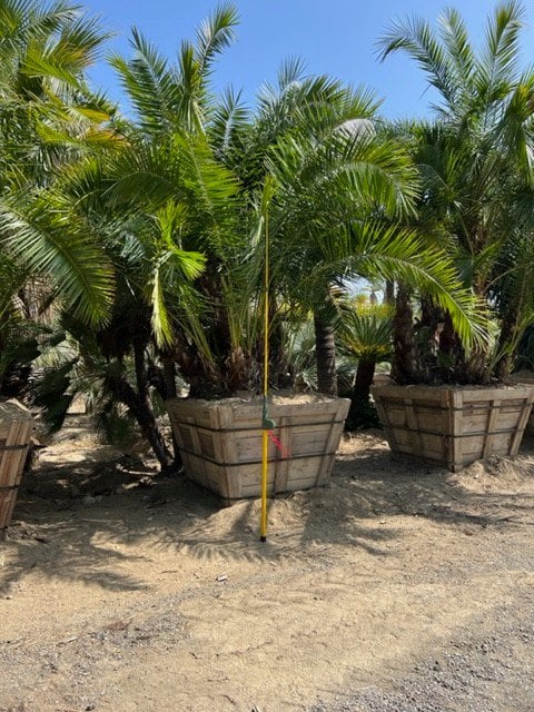 Photo for Phoenix reclinata (Multi) (Senegal Date Palm)