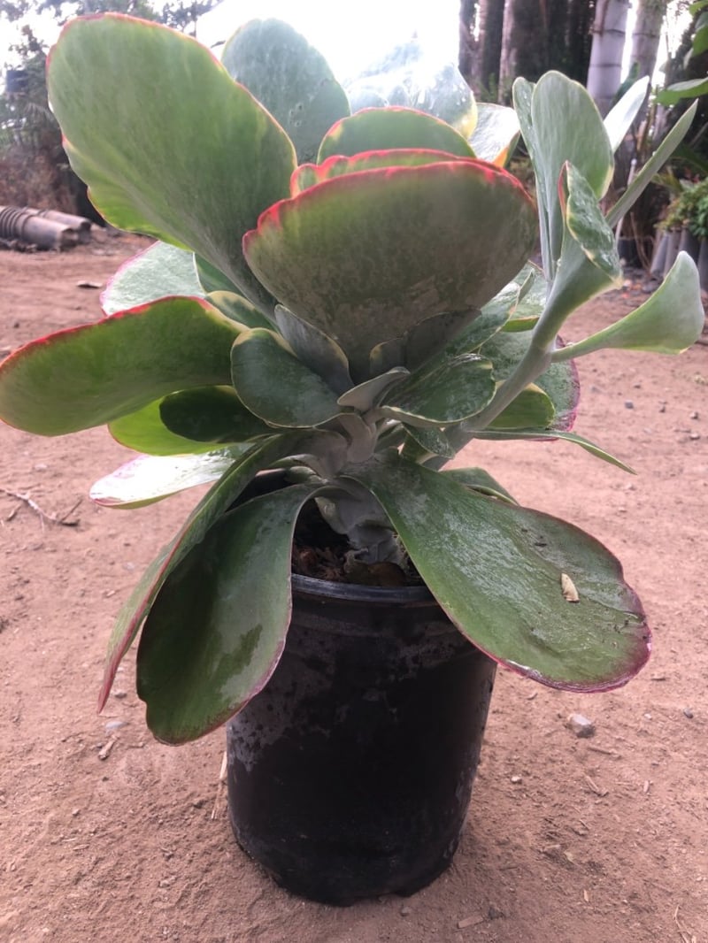Photo for Kalanchoe 'Fantastic' (Variegated Paddle Plant )