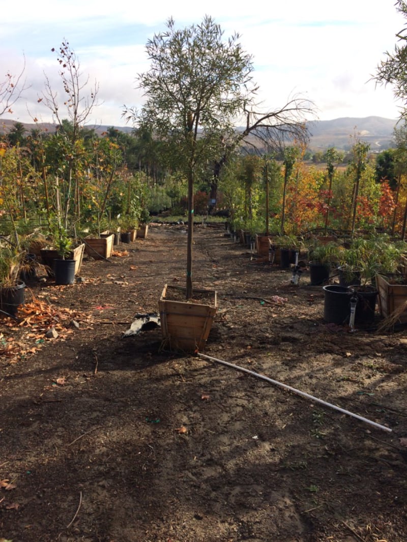 Photo for Rhus lancea (Standard) (African Sumac)