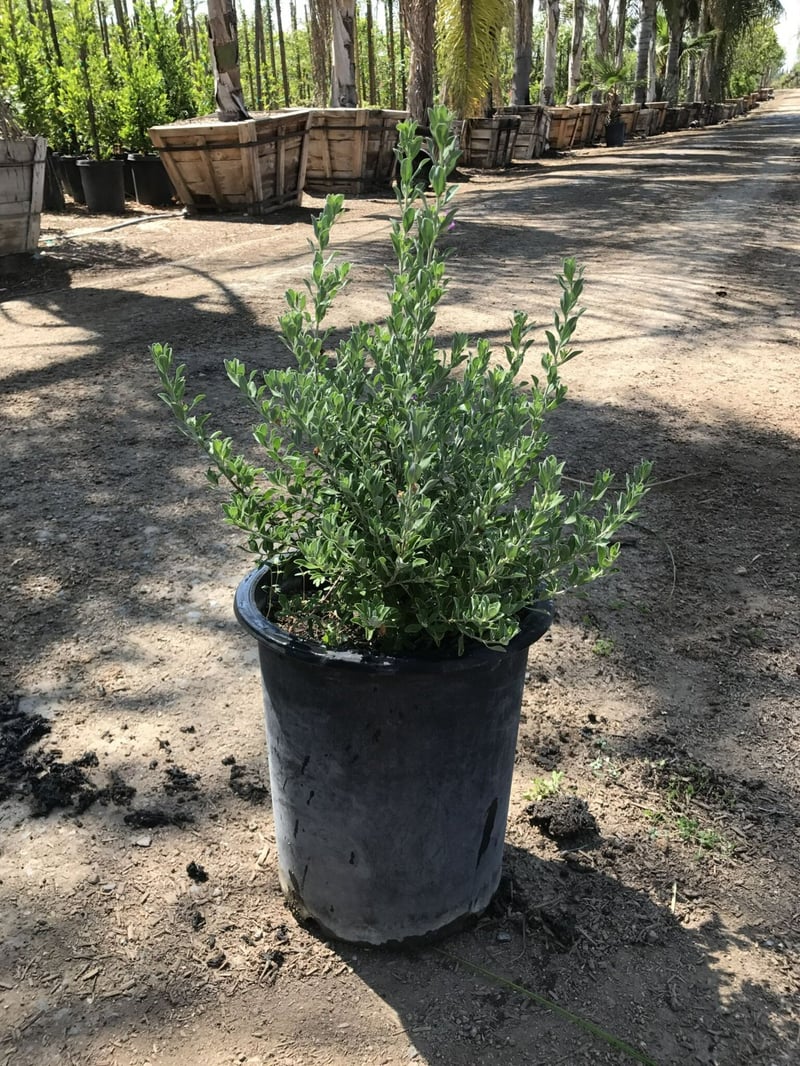 Photo for Leucophyllum frutescens ‘Compacta’ (Compact Texas Ranger)