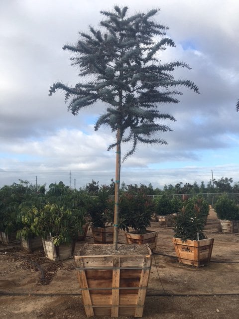 Photo for Acacia baileyana 'Purpurea' (Purple Fernleaf Acacia)