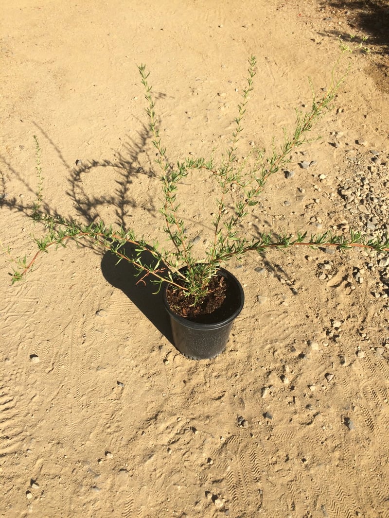 Photo for Eriogonum fasciculatum (California Buckwheat)