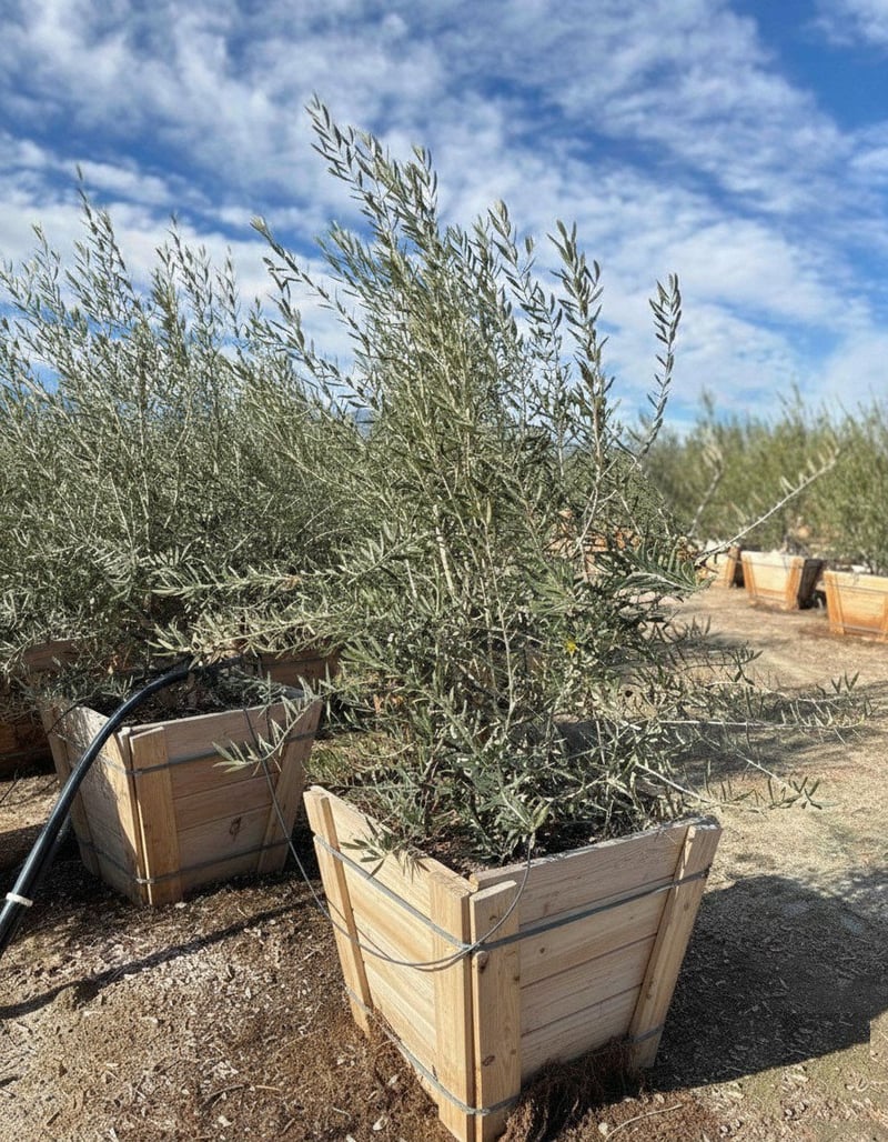 Photo for Olea europaea (Multi (European Olive Tree)