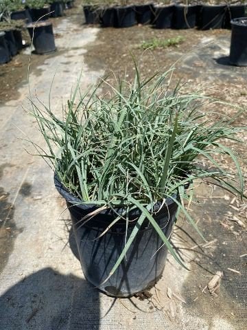 Photo for Carex glauca 'Blue Zinger' (Blue Zinger Sedge)
