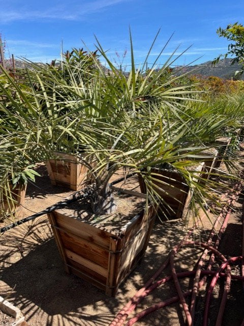 Photo for Butia capitata (Jelly Palm)