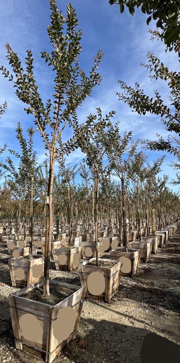 Photo for Lagerstroemia indica x fauriei 'Tuscarora' (Standard) (Tuscarora Crape Myrtle)