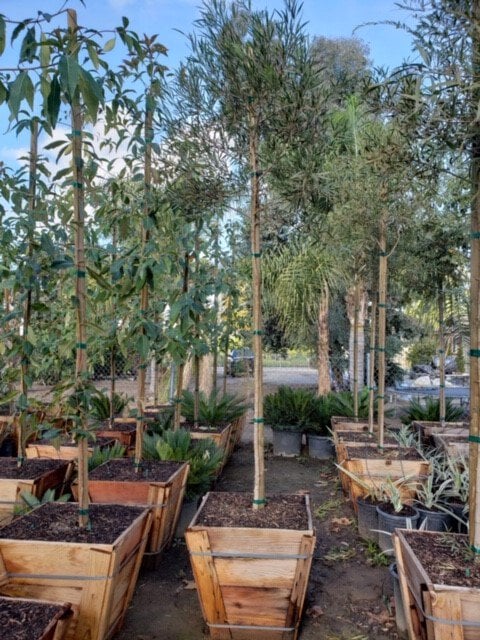 Photo for Rhus lancea (Standard) (African Sumac)