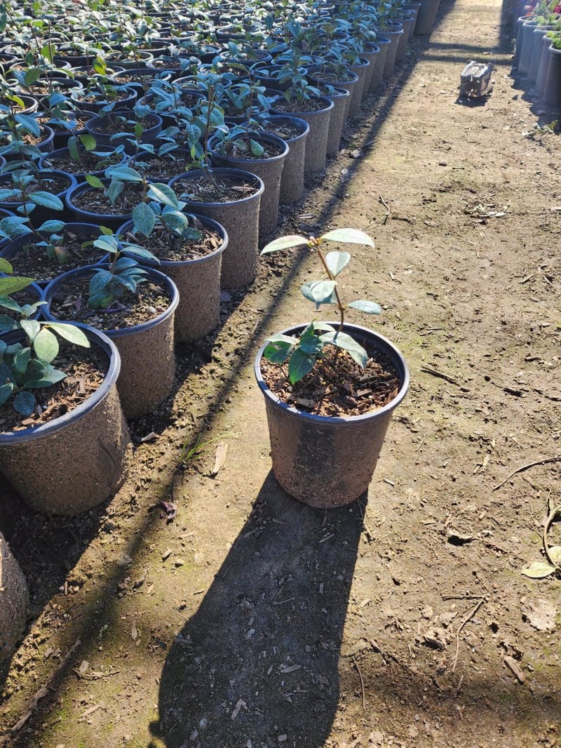 Photo for Trachelospermum jasminoides (Bush) (Star Jasmine (BUSH))