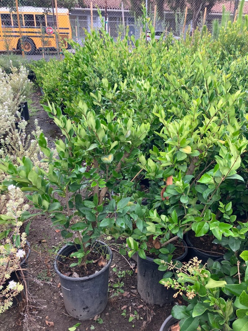 Photo for Ligustrum japonicum 'Texanum' (Waxleaf Privet)
