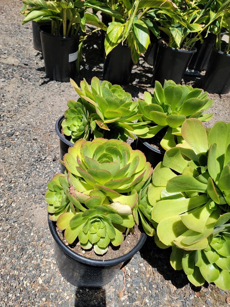 Photo for Aeonium urbicum 'Salad Bowl' (Salad Bowl Saucer Plant)