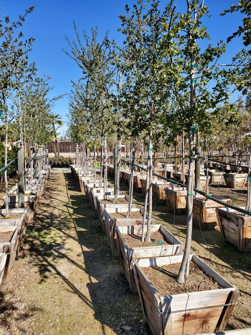 Photo for Quercus agrifolia (Standard) (Coast Live Oak)